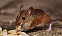 24 Hour & Emergency Exterminators in Sweden Valley, PA